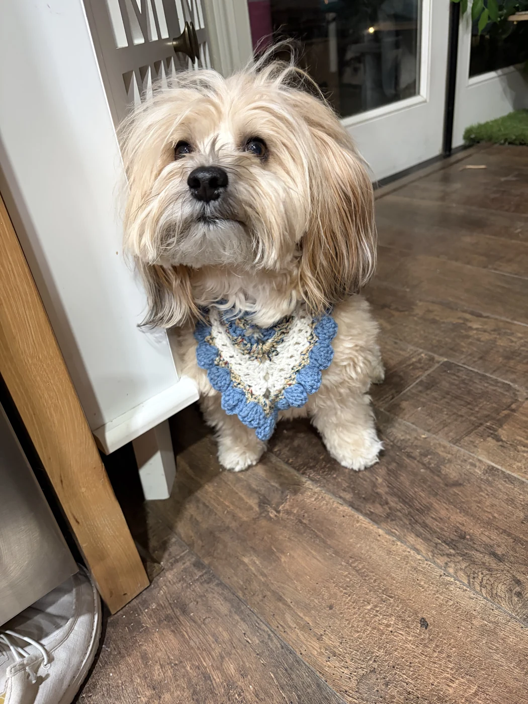Dog wearing a blue and cream crochet bandana