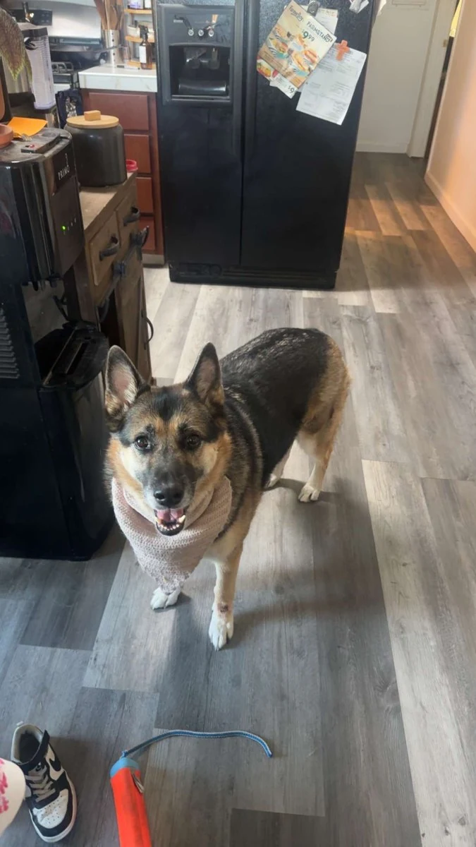 A German shepherd at home