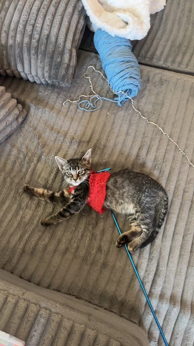A kitten wearing a custom red crochet vest beside yarn